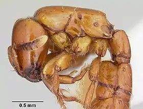 Acanthostichus arizonensis