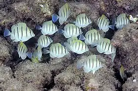 Acanthurus triostegus