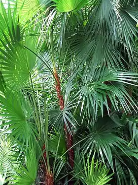 Acoelorraphe wrightii