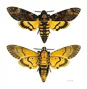 Acherontia atropos