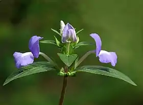 Um ramo de Achetaria azurea