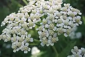 Achillea millefolium