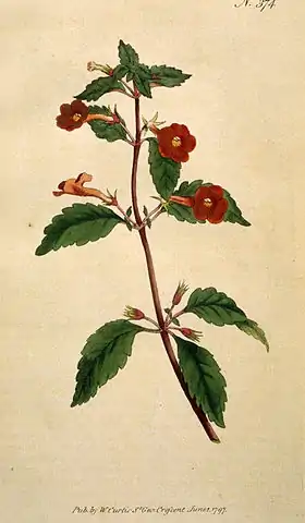 Achimenes erecta