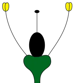 Meristema floral aclamídeo sem corola ou cálice