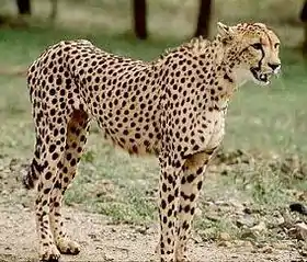 Acinonyx jubatus venaticus