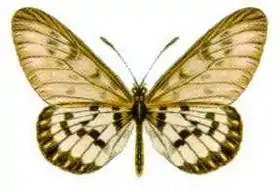 Acraea andromacha, uma espécie de asas translúcidas, encontrada na Nova Guiné e Austrália.