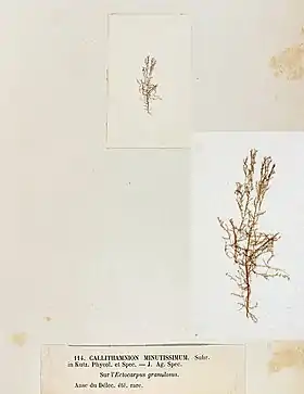 Acrochaetium minutissimum