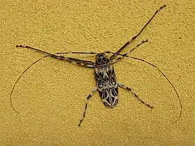 Acrocinus longimanus, o besouro arlequim, cujo gênero monotípico nomeia a tribo Acrocinini.