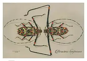 Ilustração do macho e fêmea do besouro A. longimanus.