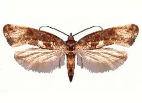 Acrolepiopsis assectella