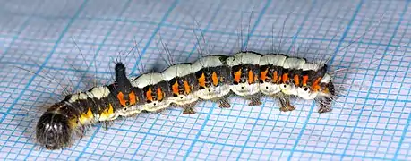 Larva adulta em agosto