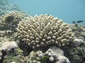 Acropora sp.