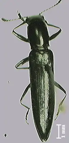 Acropteroxys gracilis