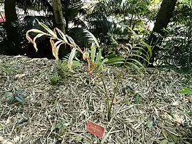 Actinokentia divaricata