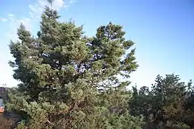 Actinostrobos arenarius