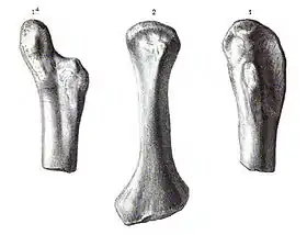 Úmero de Actiosaurus gaudryi (vista anterior), Sauvage (1883).