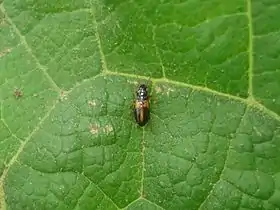 Acupalpus meridianus