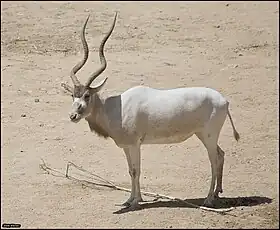 Adax (Addax nasomaculatus)