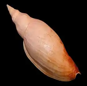 Fotografia da vista superior de uma concha de Adelomelon ancilla, a espécie-tipo do gênero Adelomelon.
