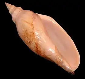 Vista inferior de uma concha do molusco Volutidae A. ancilla, coletada na Terra do Fogo, Argentina.