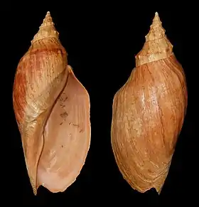 Na região sudeste e região sul do Brasil, uma das maiores espécies de caramujos é Adelomelon beckii (Broderip, 1836); também considerada um dos maiores gastrópodes marinhos do mundo.