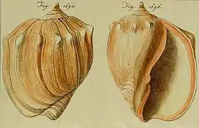 Ilustração com a vista superior (esquerda) e inferior (direita) de uma concha, sem o perióstraco, de Pachycymbiola brasiliana, por Johann Hieronymus Chemnitz, retirada de Neues Systematishes Conchylien-Cabinet (1795); outrora uma espécie pertencente a um subgênero de Adelomelonː Pachycymbiola; agora um gênero distinto.