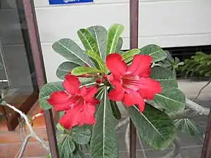 Variedade rosa intenso