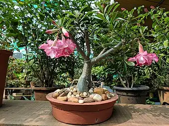 Adenium obesum