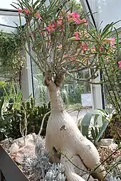Adenium oleifolium