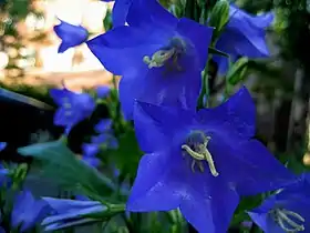 Adenophora bulleyana