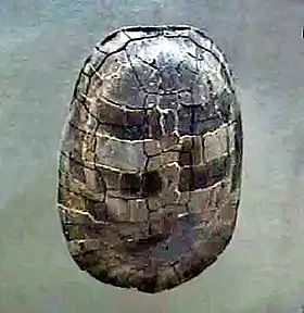 Fóssil de Adocus punctatus , EUA, New Jersey, período Cretáceo, no Museu Peabody de História Natural , Yale