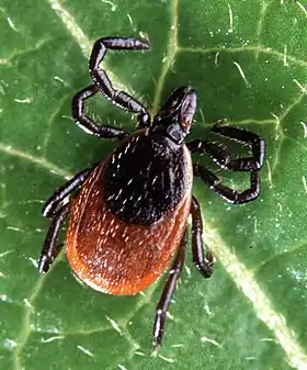 Ixodes scapularis