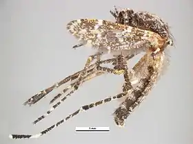 Aedeomyia catasticta