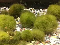 Wittrockiella calcicola.