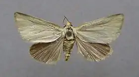 Aegle koekeritziana