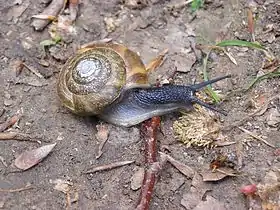 Um espécime vivo de Aegopis verticillus