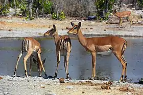 Impala (Aepyceros melampus)