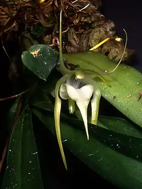 Aeranthes grandiflora