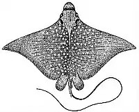 Aetobatus narinari