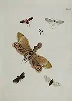 Afbeeldingen en Beschryvingen der Cicaden, Prancha I, Caspar Stoll