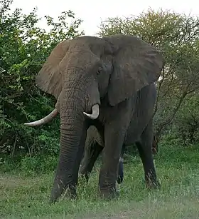 Um macho de elefante da savana L. africana no Parque Nacional Kruger, África do Sul.