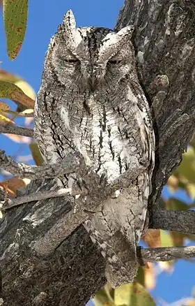 African Scops Owl calls, recorded in the Samburu Game Reserve, Kenya