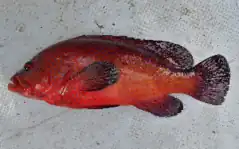 Bobo-quema (Cephalopholis taeniops)