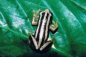 Afrixalus quadrivittatus