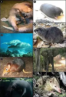 1.Orycteropus afer 2.Dugong dugon 3.Rhynchocyon petersi  4.Trichechus sp. 5.Chrysochloridae sp. 6.Procavia capensis 7.Loxodonta africana 8.Tenrec ecaudatus