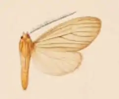 Agaraea citrinotincta