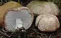 Cogumelo do sol (Agaricus subrufescens)