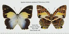 Fotografia de Agatasa calydonia (Glorious Begum) macho, única espécie de seu gênero (táxon monotípico), vista superior (esquerda) e inferior (direita); de Perak, Malásia.