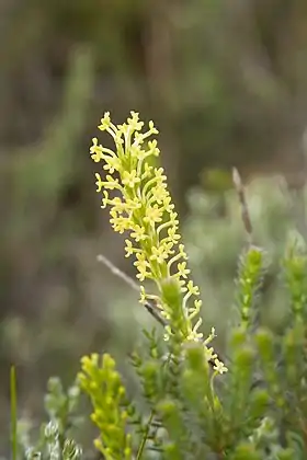 Espécime de Agathelpis dubia