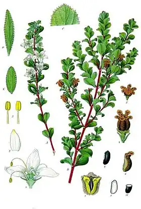 Agathosma betulina